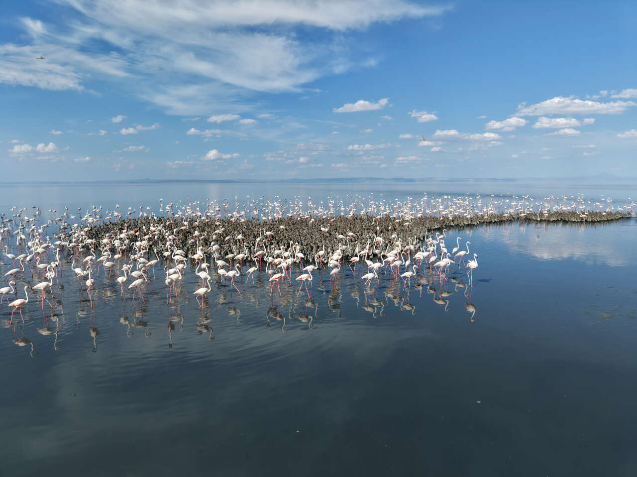 Konya’nın flamingo cennetinde hayat yeniden başladı! 5 bin yavru dünyaya geldi 1